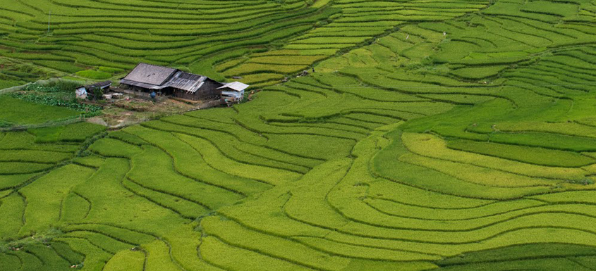 Paddy field